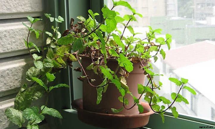 Growing Mint Indoors: A Minty-Fresh Primer