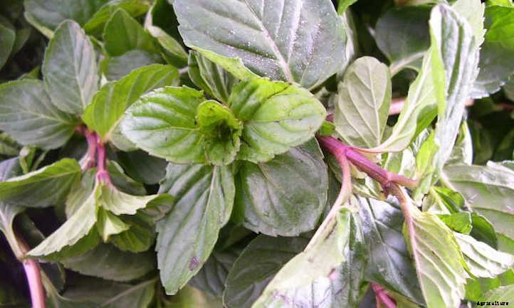 Growing Mint Indoors: A Minty-Fresh Primer