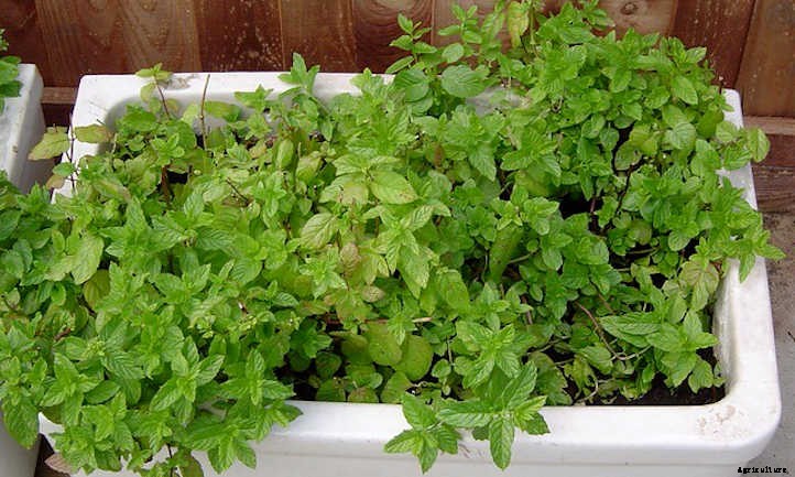 Growing Mint Indoors: A Minty-Fresh Primer