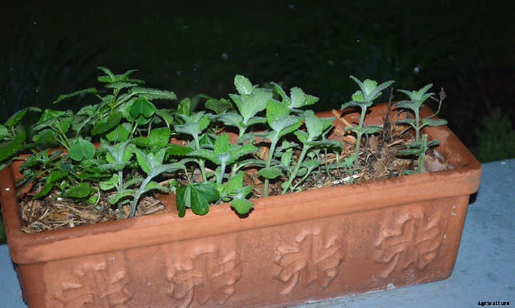 Growing Mint Indoors: A Minty-Fresh Primer