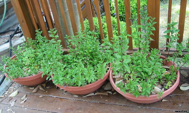 Growing Mint Indoors: A Minty-Fresh Primer