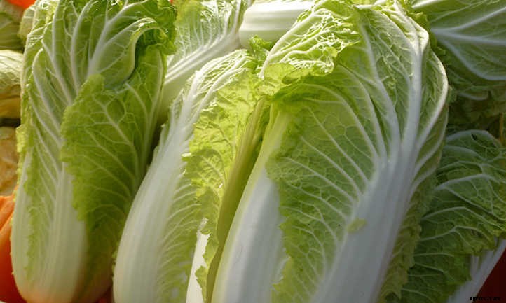 How To Grow Napa Cabbage In Your Beds