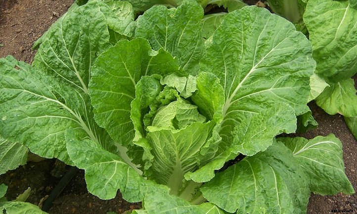 How To Grow Napa Cabbage In Your Beds