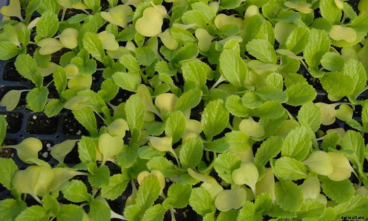 How To Grow Napa Cabbage In Your Beds