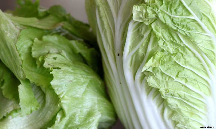 How To Grow Napa Cabbage In Your Beds