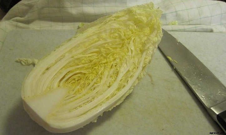 How To Grow Napa Cabbage In Your Beds