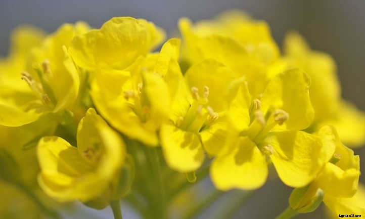 How To Grow Napa Cabbage In Your Beds