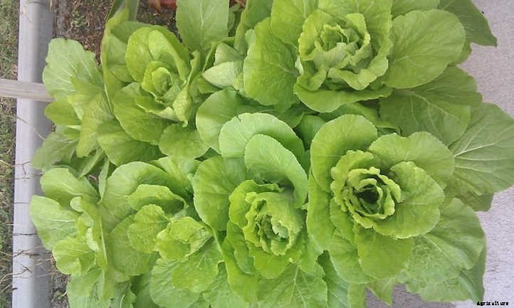 How To Grow Napa Cabbage In Your Beds