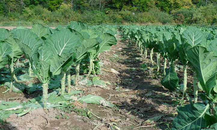 Growing Collard Greens: A Southern Staple