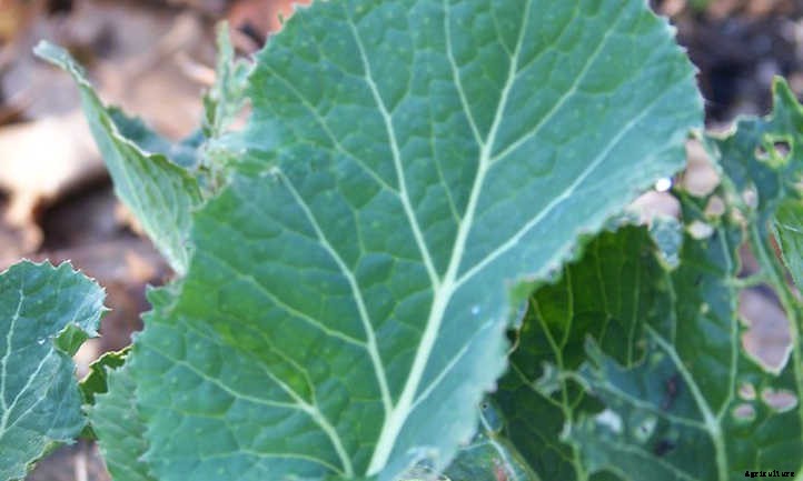 Growing Collard Greens: A Southern Staple