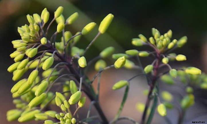 Growing Collard Greens: A Southern Staple