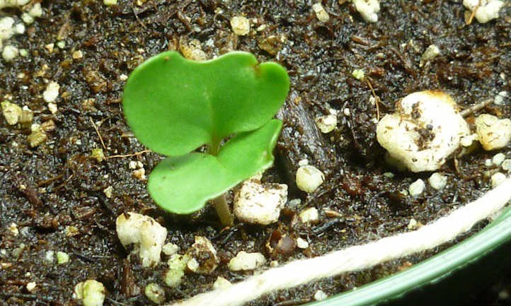 Growing Collard Greens: A Southern Staple