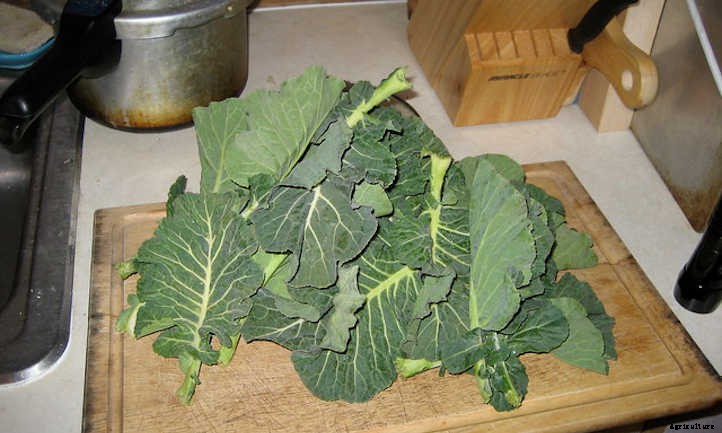 Growing Collard Greens: A Southern Staple