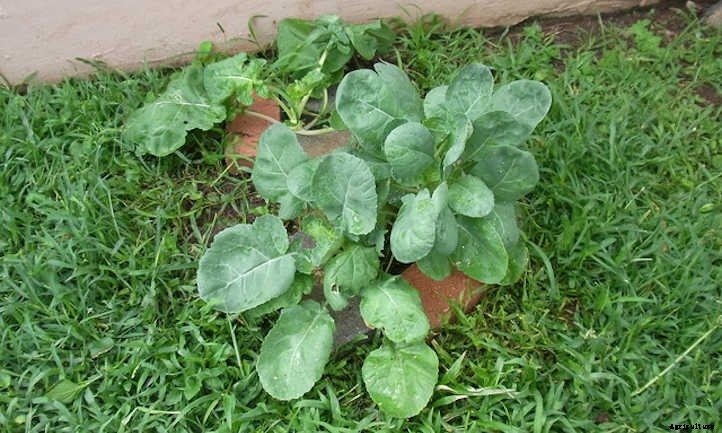 Growing Collard Greens: A Southern Staple