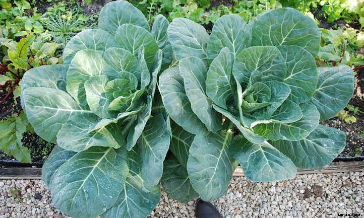 Growing Collard Greens: A Southern Staple