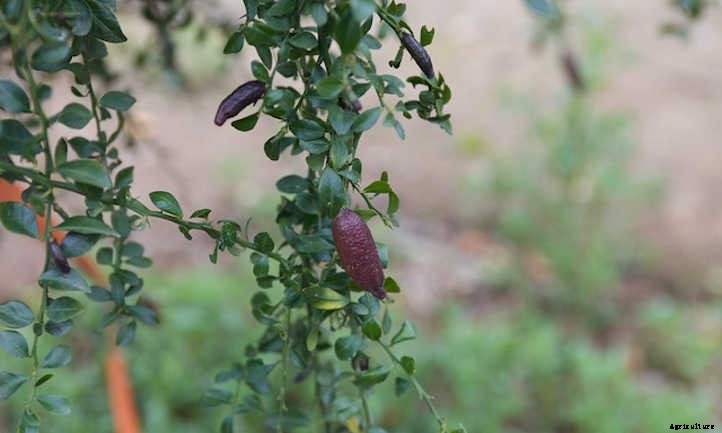 Finger Lime Tree: The Caviar Of Citrus
