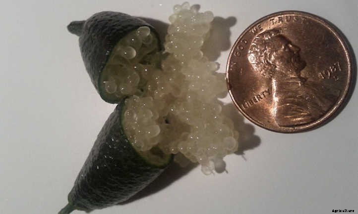 Finger Lime Tree: The Caviar Of Citrus
