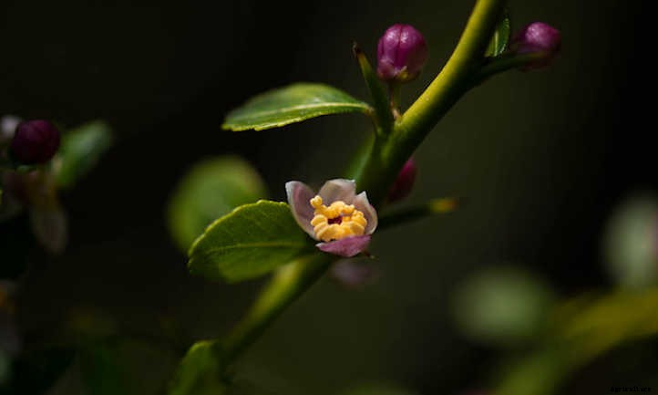 Finger Lime Tree: The Caviar Of Citrus