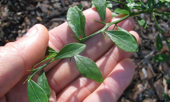 Finger Lime Tree: The Caviar Of Citrus