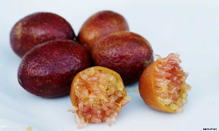 Finger Lime Tree: The Caviar Of Citrus