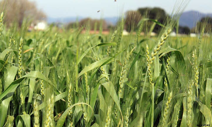 Growing Wheat: Bread From The Backyard