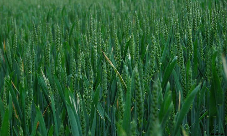 Growing Wheat: Bread From The Backyard