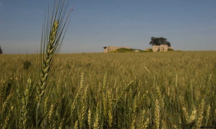Growing Wheat: Bread From The Backyard
