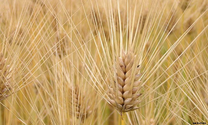 Growing Wheat: Bread From The Backyard