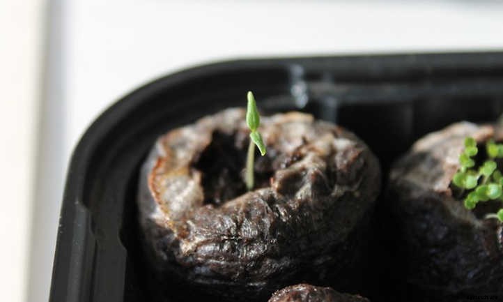 Tomato Germination And You: How It Works