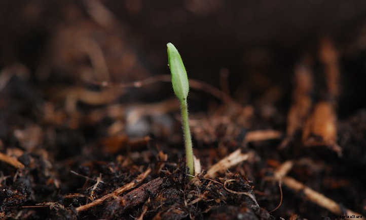 Tomato Germination And You: How It Works