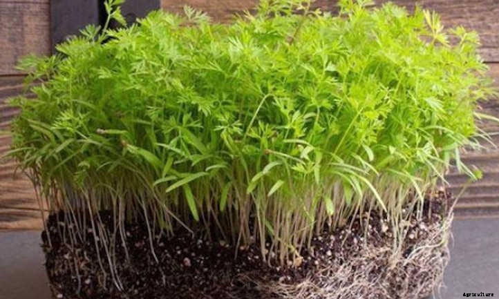 How to Grow Carrot Microgreens Fast and Easy