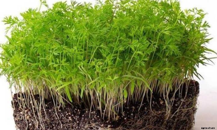 How to Grow Carrot Microgreens Fast and Easy