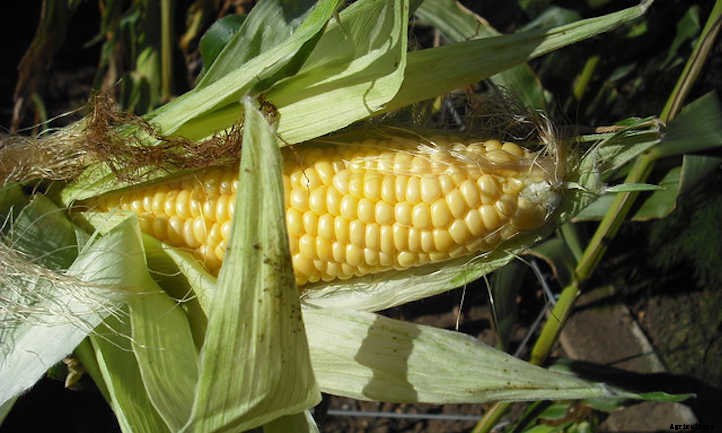 When To Harvest Corn For Perfect Ears