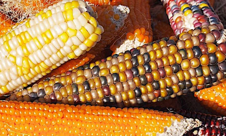 When To Harvest Corn For Perfect Ears