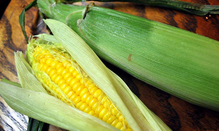 When To Harvest Corn For Perfect Ears