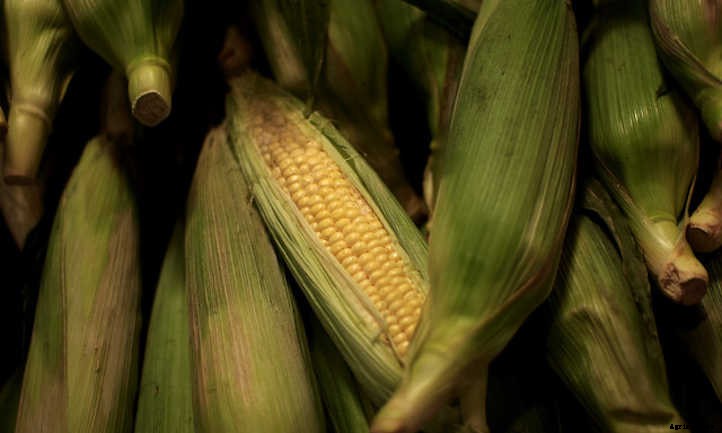 When To Harvest Corn For Perfect Ears