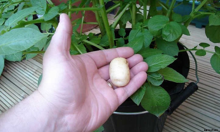 Growing Potatoes In A Bucket: Small Space Spuds