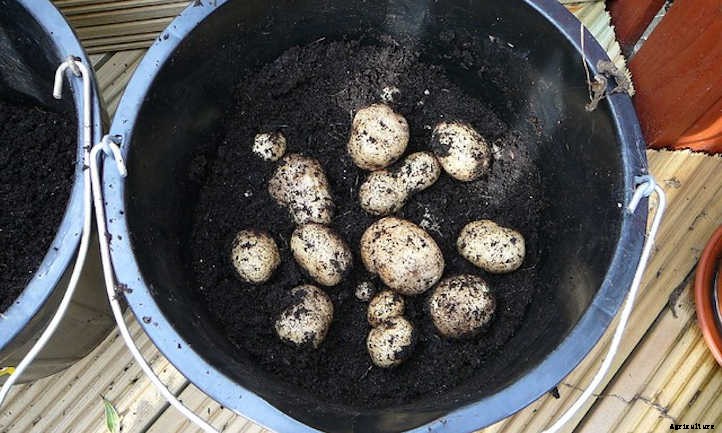 Growing Potatoes In A Bucket: Small Space Spuds