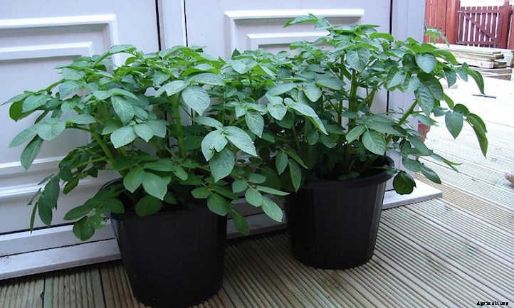 Growing Potatoes In A Bucket: Small Space Spuds