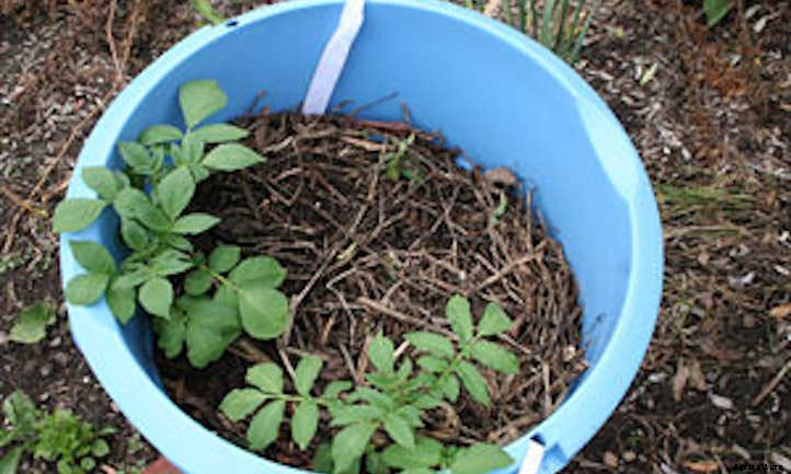 Growing Potatoes In A Bucket: Small Space Spuds