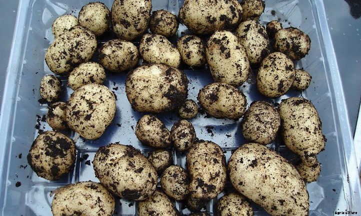 Growing Potatoes In A Bucket: Small Space Spuds