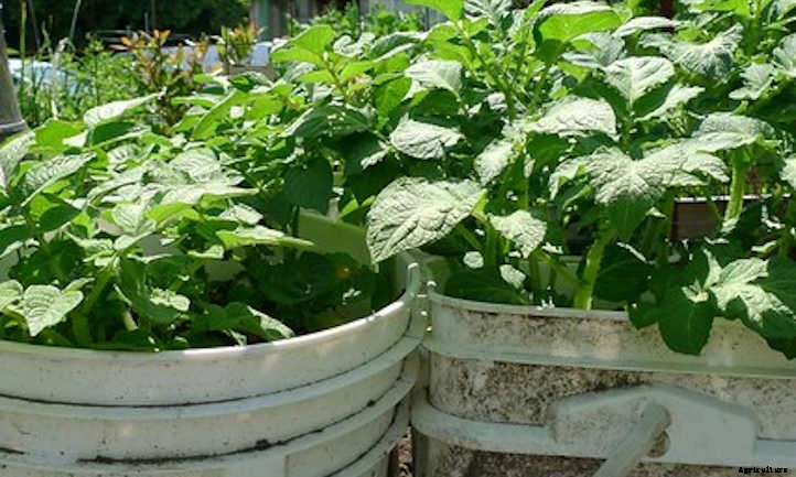 Growing Potatoes In A Bucket: Small Space Spuds