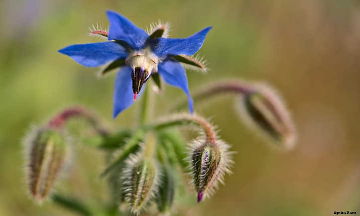 Growing Borage: Edible Pollinator-Friendly Plant