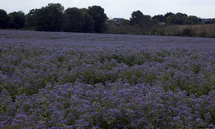 Growing Borage: Edible Pollinator-Friendly Plant