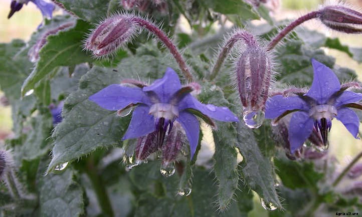 Growing Borage: Edible Pollinator-Friendly Plant
