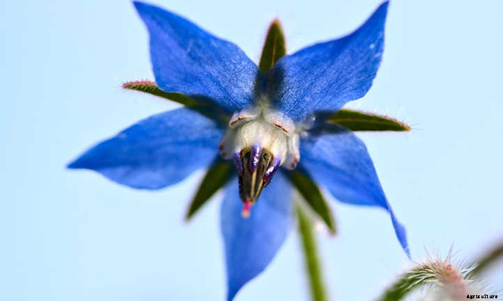 Growing Borage: Edible Pollinator-Friendly Plant