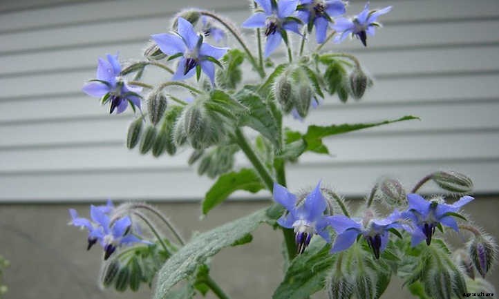 Growing Borage: Edible Pollinator-Friendly Plant