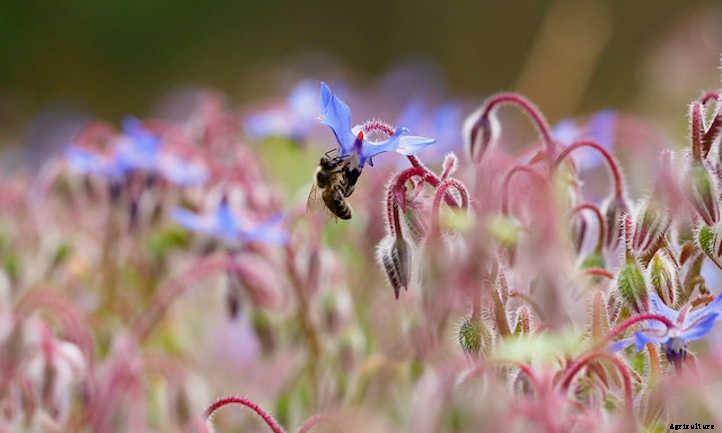 Growing Borage: Edible Pollinator-Friendly Plant