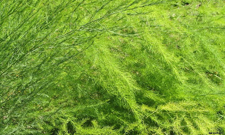 Asparagus Companion Plants: Maximizing Your Spears