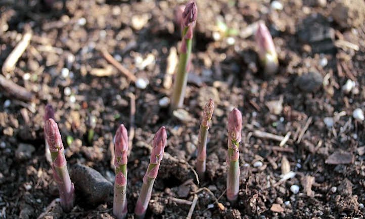 Asparagus Companion Plants: Maximizing Your Spears